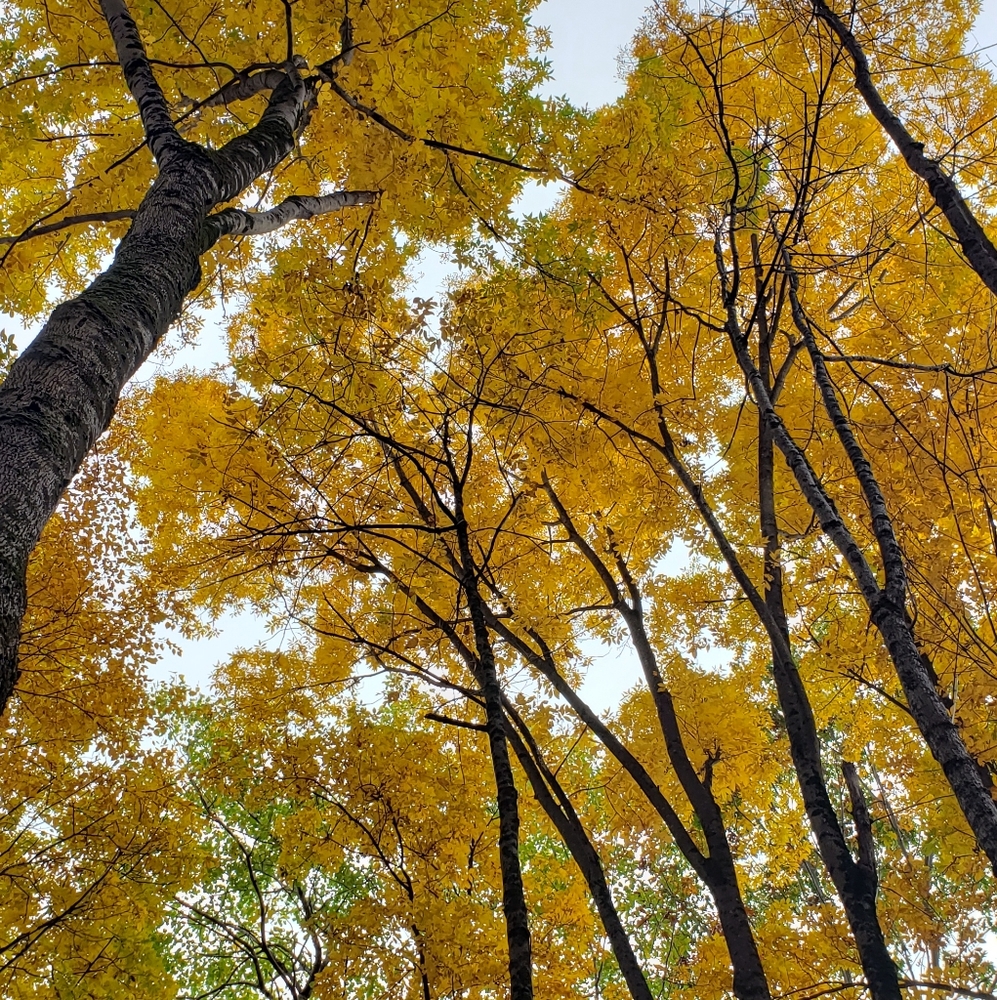 🍂Embracing Change🍂 - Picture 2 of 4